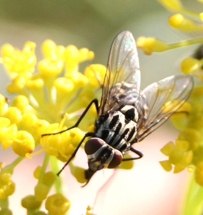 Tempo di mosche: Graphomya maculata