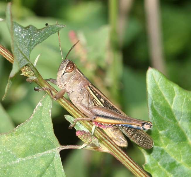 Eyprepocnemis plorans e Tropidopola cylindrica