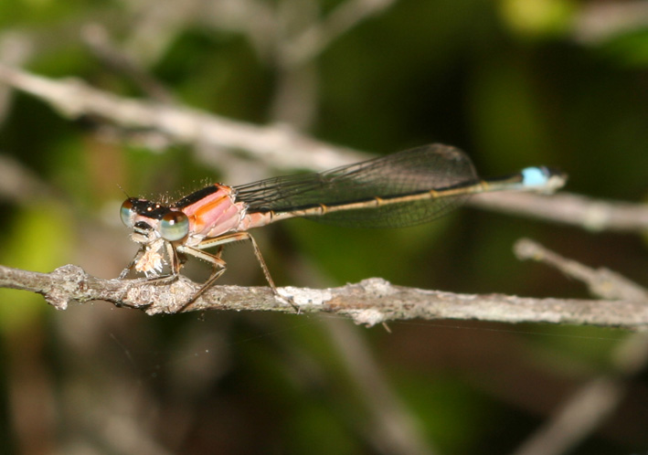 Ischnura genei