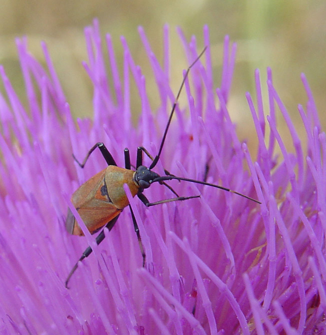 Calocoris nemoralis