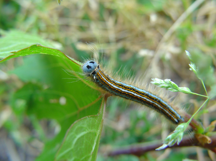 Malacosoma neustria