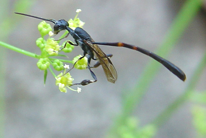 Anomalon cruentatum e Gasteruption spp.