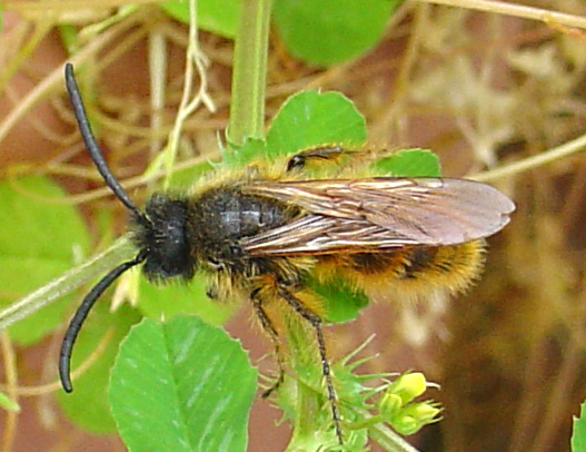 Dasyscolia ciliata (Hymenoptera, Scoliidae)