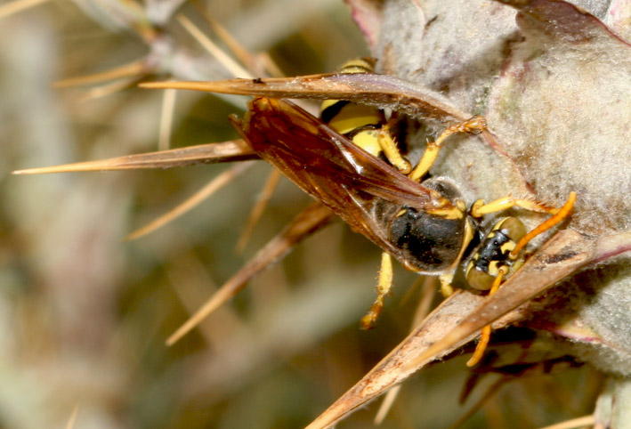 Imenottero - Stizus fasciatus