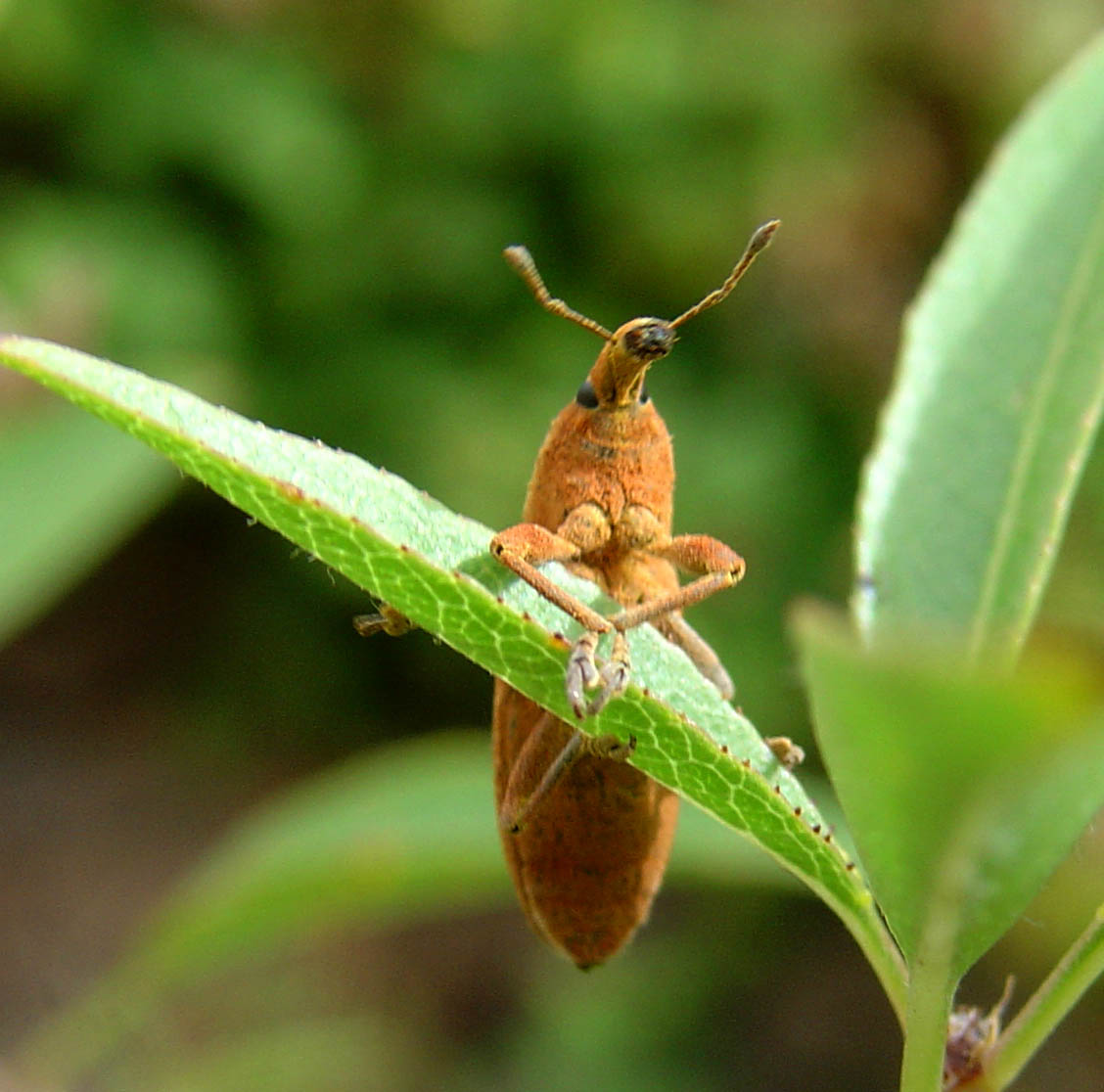 Curculionidae