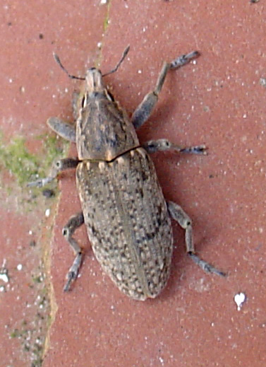 Curculionidae