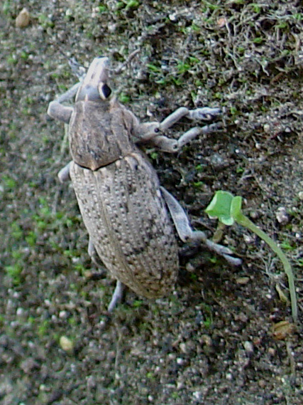 Curculionidae