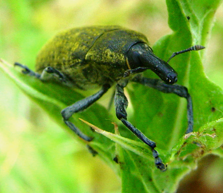 Larinus sp.