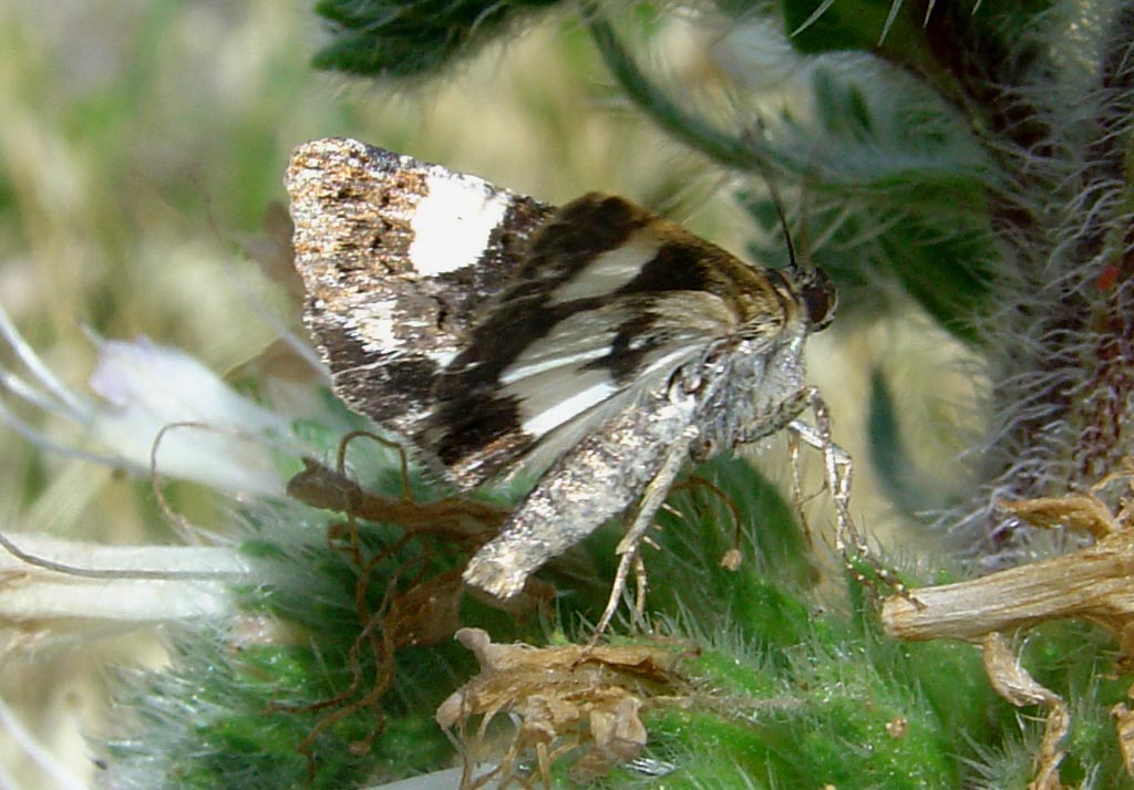 Falena con abitudini diurne: Tyta luctuosa