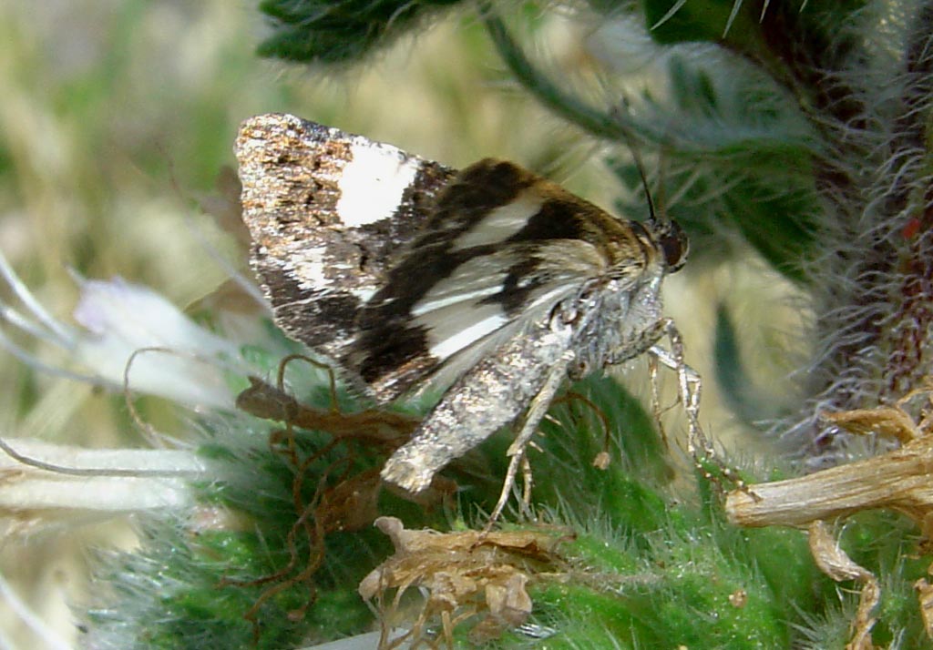 Falena con abitudini diurne: Tyta luctuosa