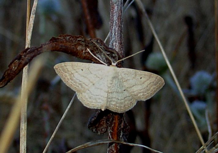 Lasiocampa trifolii