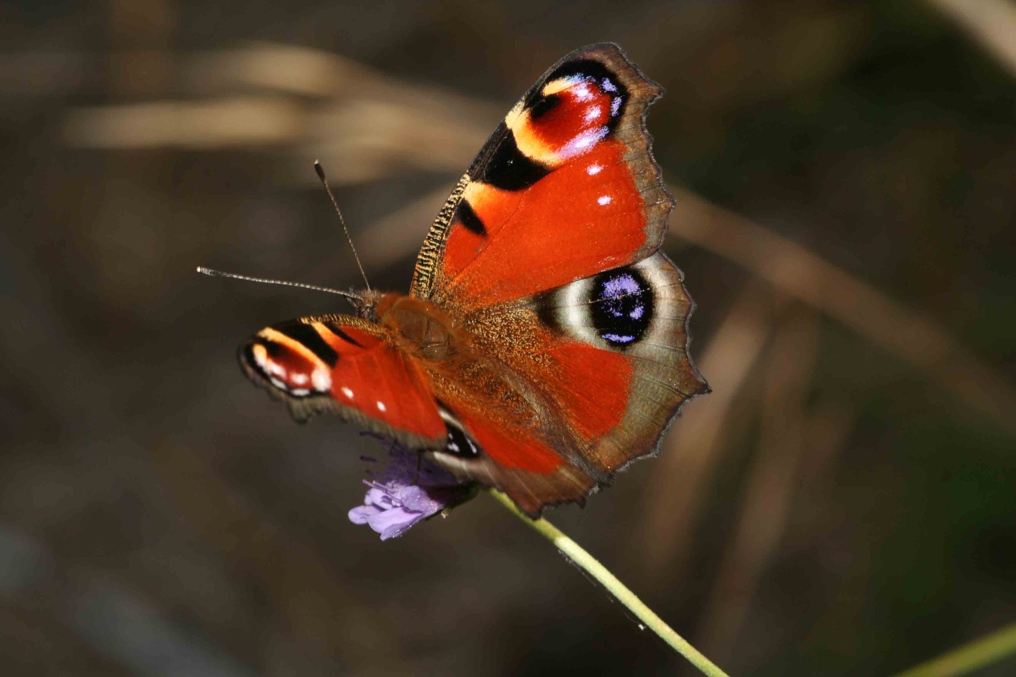 Aglais io