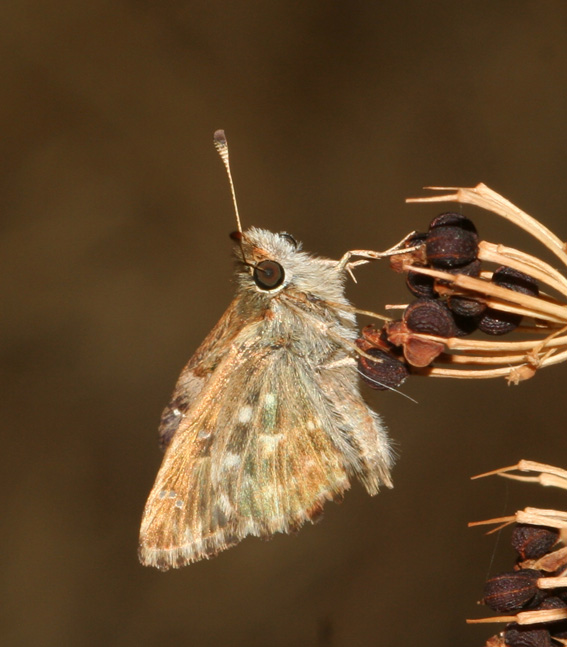 Carcharodus alceae