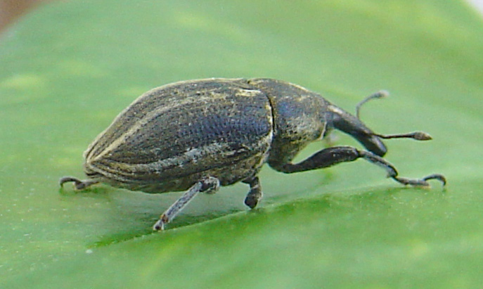 Larinus carinirostris