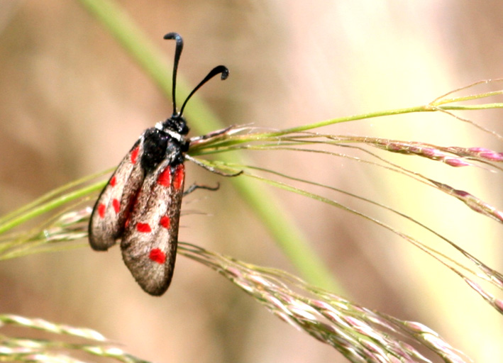 Zygaena corsica