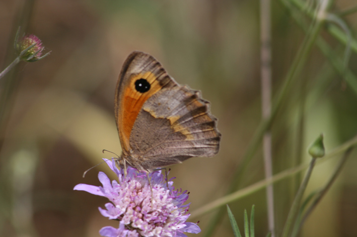 Maniola jurtina hispulla