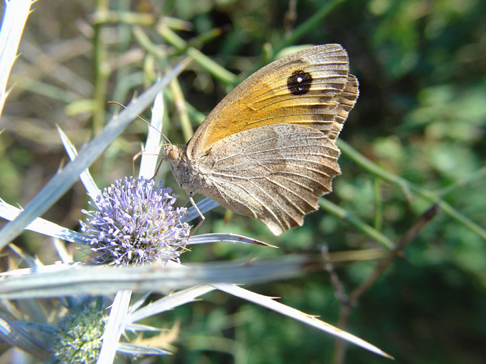 Satyridae: Maniola nurag???