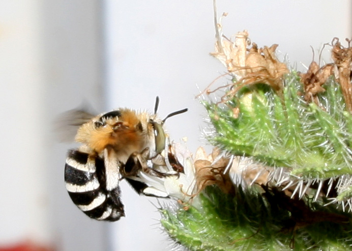 Amegila cfr. albigena  (Apidae Anthophorinae)