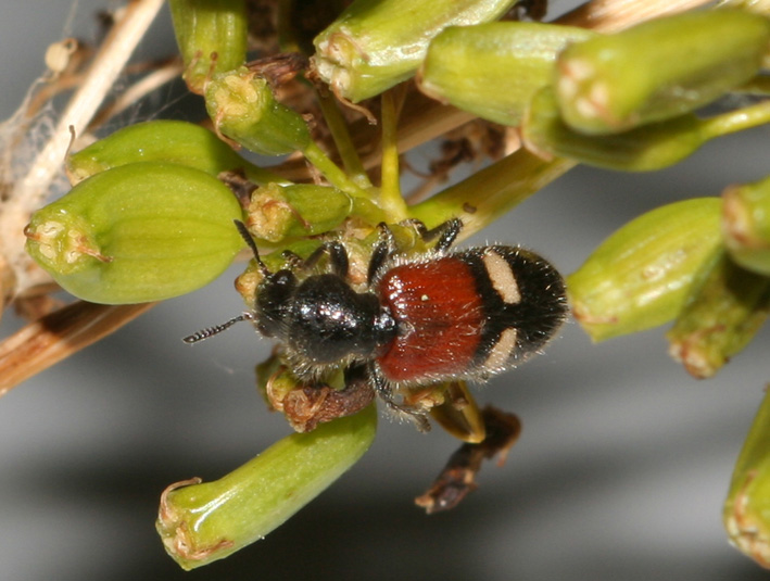 Cleridae: Tilloidea transversalis