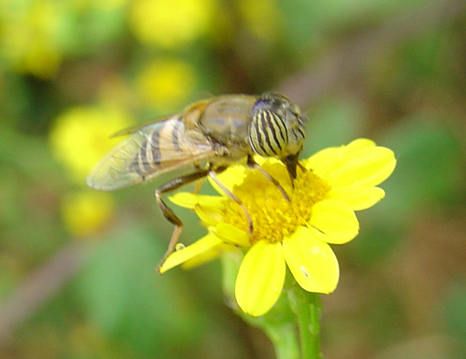Eristalinus taeniops