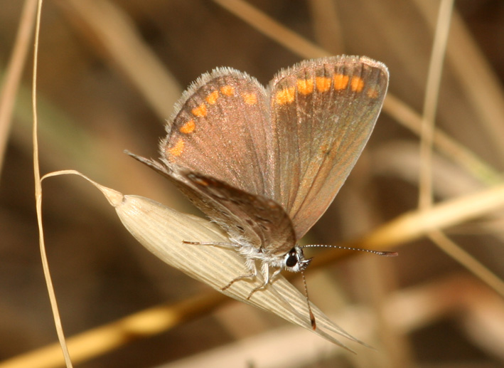 Polyommatus icarus