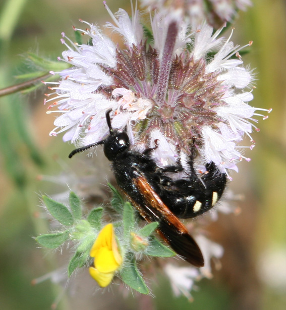 Scolia sexmaculata