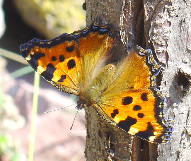 Nymphalidae: Nymphalis polychloros