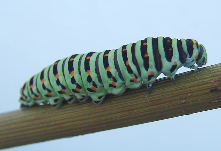 Papilio machaon:  allacciare le cinture!