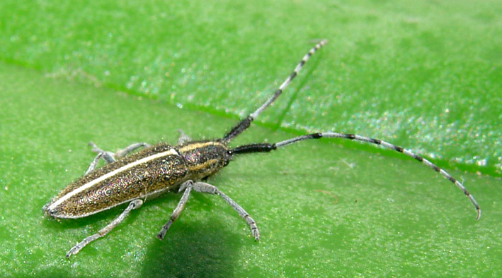 Agapanthia cardui? suturalis