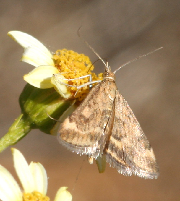 Pyrausta despicata e Achyra nudalis