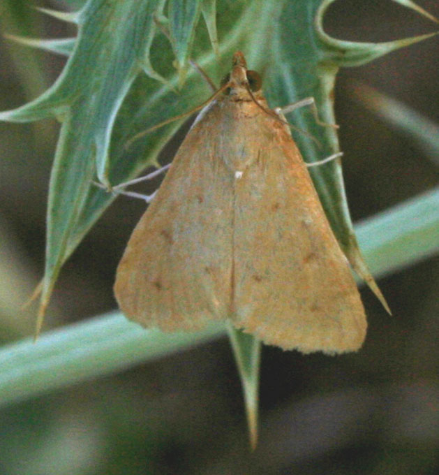 Pyrausta despicata e Achyra nudalis