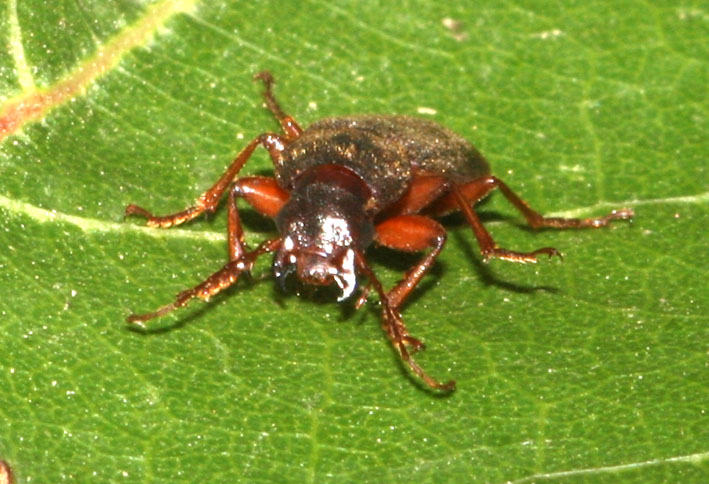 Ophonus incisus? No, Scybalicus oblongiusculus