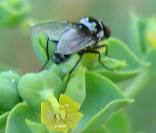 Una mosca particolare -  Limnophora sp.