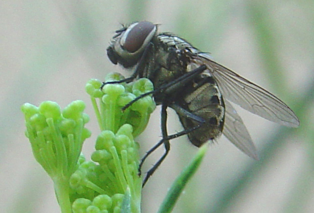 Tempo di mosche: Graphomya maculata