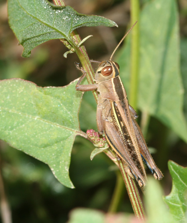 Eyprepocnemis plorans e Tropidopola cylindrica