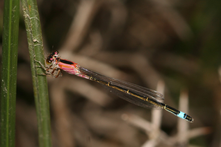 Ischnura genei