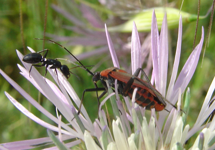 Calocoris nemoralis