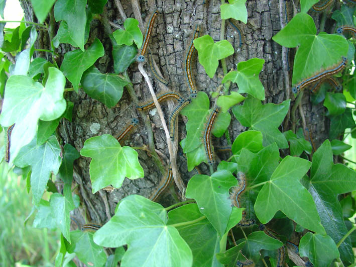 Malacosoma neustria