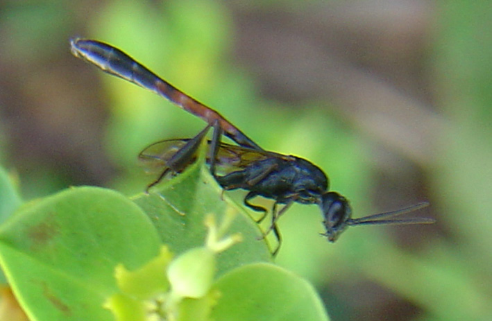 Anomalon cruentatum e Gasteruption spp.