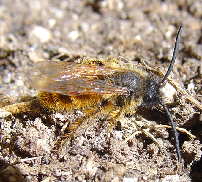 Dasyscolia ciliata (Hymenoptera, Scoliidae)