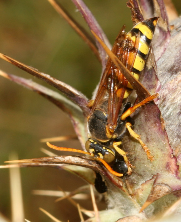 Imenottero - Stizus fasciatus