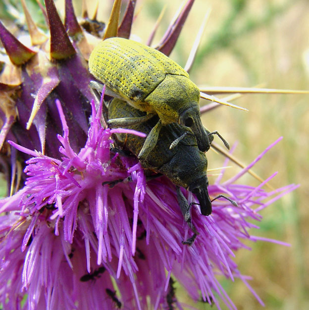 Larinus sp.