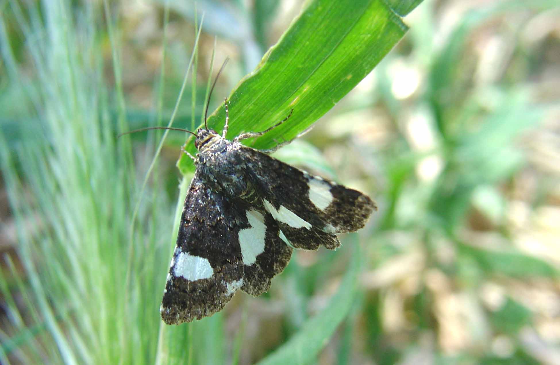 Falena con abitudini diurne: Tyta luctuosa