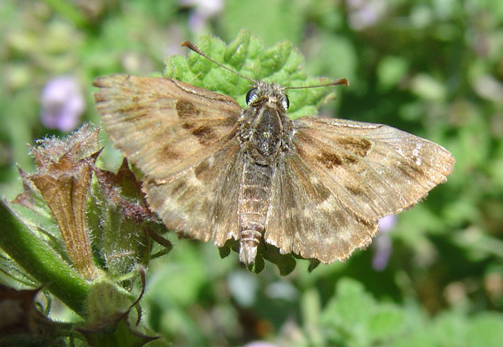 Carcharodus alceae