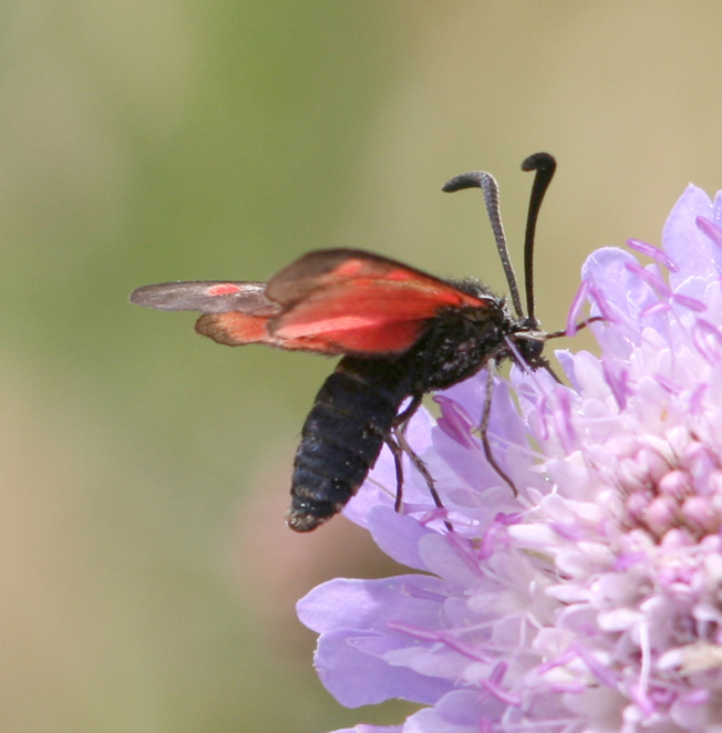 Zygaena corsica