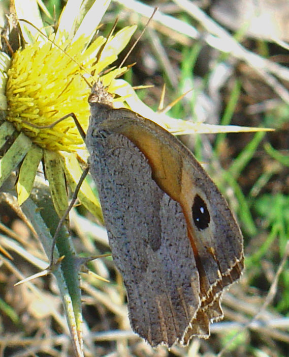 Satyridae: Maniola nurag???