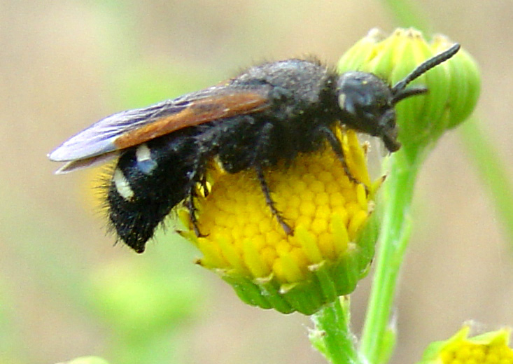 Scolia sexmaculata