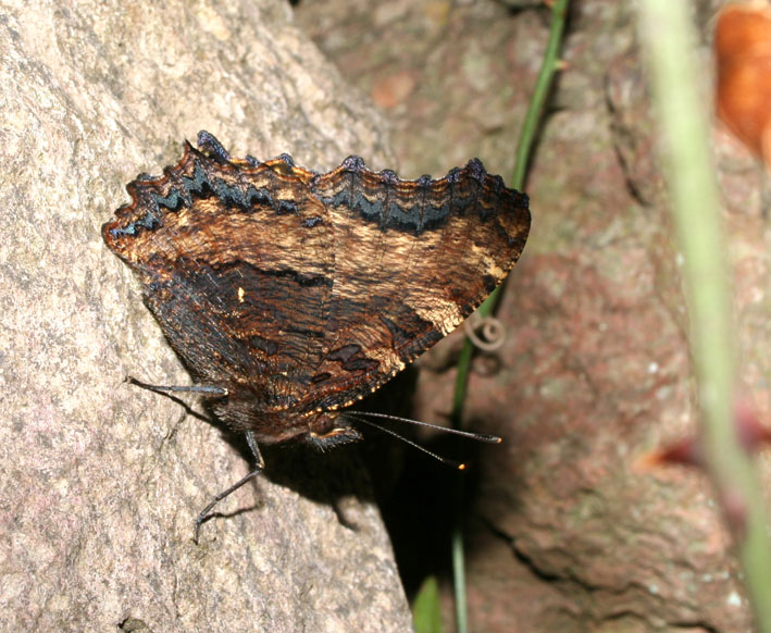 Nymphalidae: Nymphalis polychloros