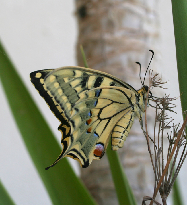 Papilio machaon:  allacciare le cinture!