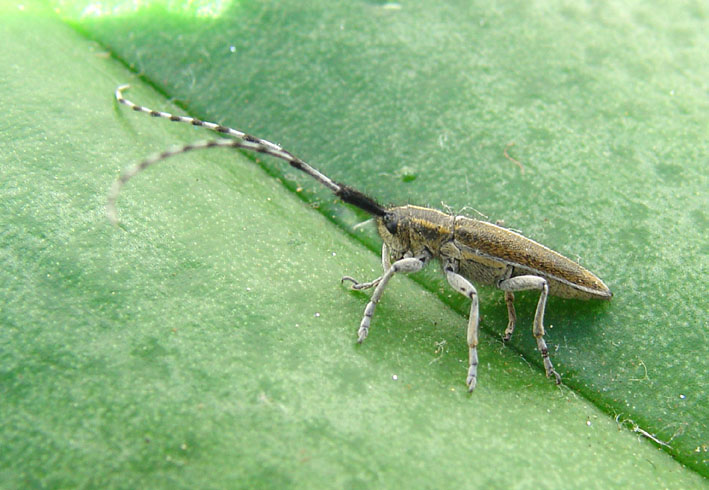 Agapanthia cardui? suturalis